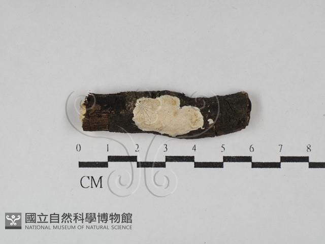 登錄號:F0029528藏品圖，第1張