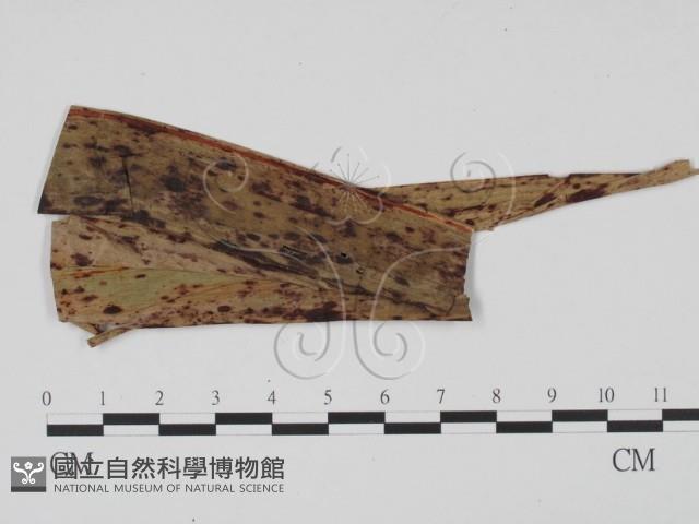 登錄號:F0019528藏品圖，第1張