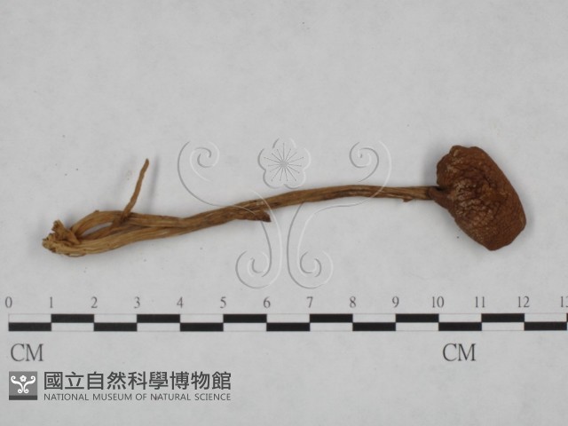 登錄號:F0023528藏品圖，第1張