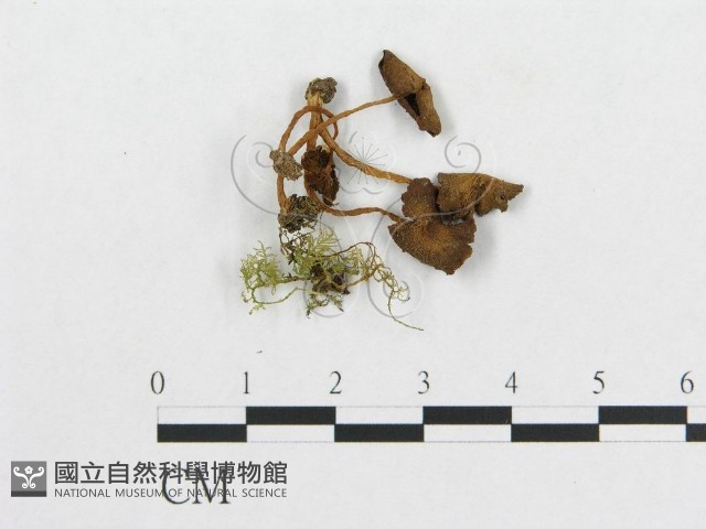 登錄號:F0003528藏品圖，第1張