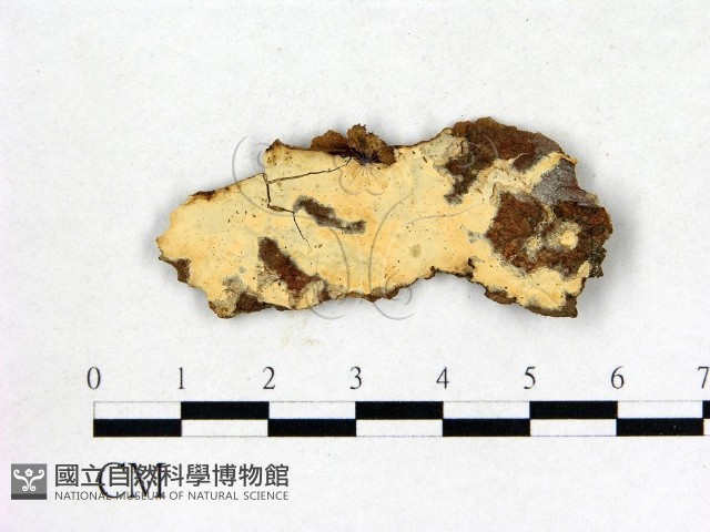 登錄號:F0013528藏品圖，第1張