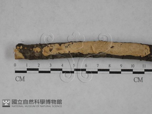 登錄號:F0020128藏品圖，第1張