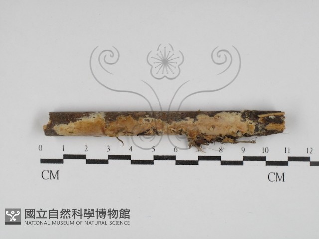 顯絲菌屬藏品圖，第1張