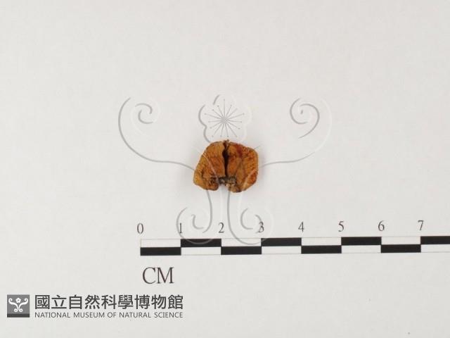 登錄號:F0026128藏品圖，第1張