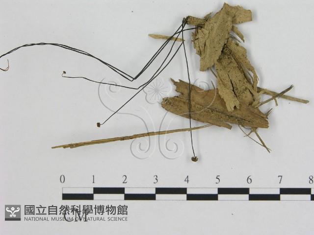 小皮傘屬藏品圖，第1張