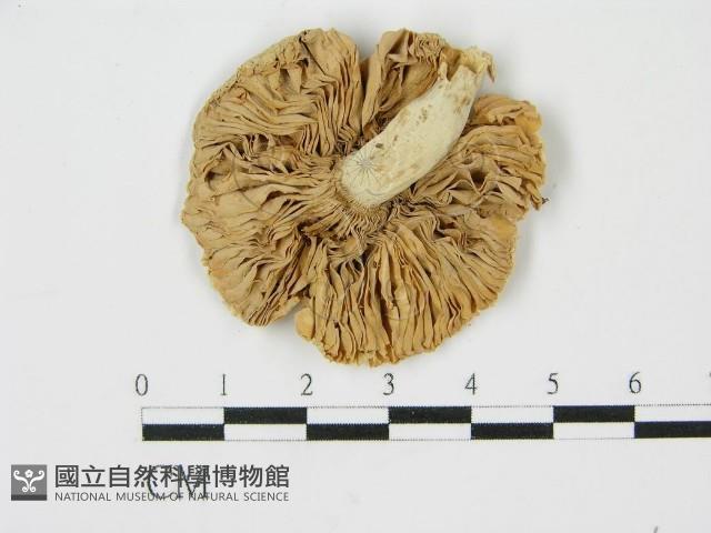 登錄號:F0011128藏品圖，第1張