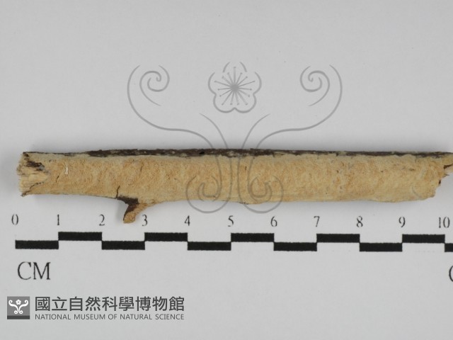 絲齒菌屬藏品圖，第1張