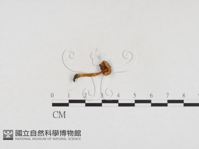 利氏小菇藏品圖，第1張
