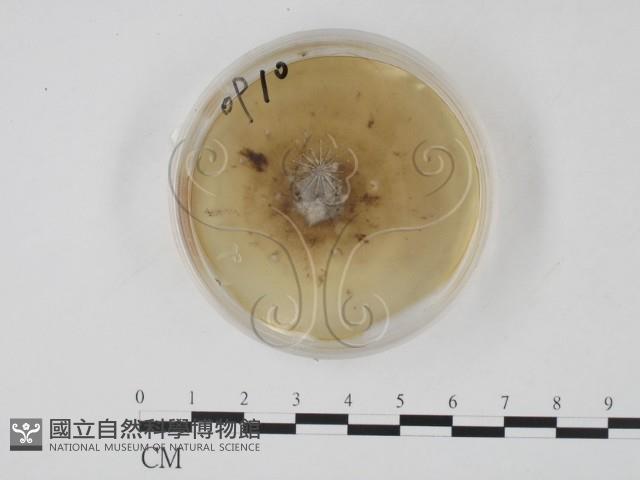 登錄號:F0022128藏品圖，第1張