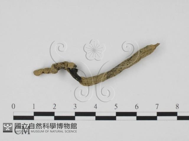 炭角菌屬藏品圖，第1張