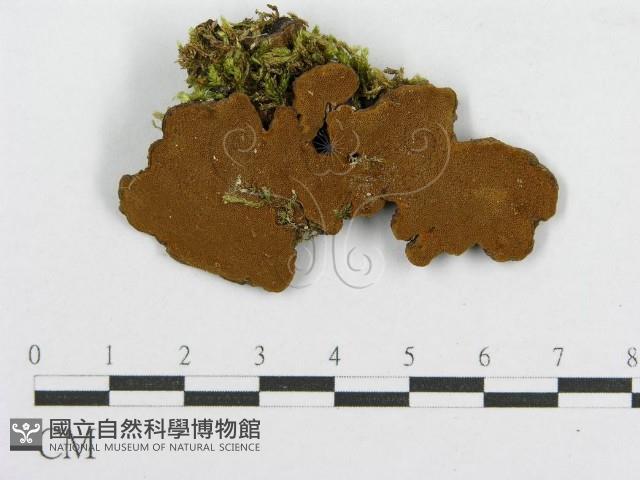 木層孔菌屬藏品圖，第1張