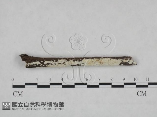 登錄號:F0025128藏品圖，第1張