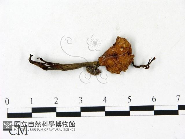 登錄號:F0023128藏品圖，第1張