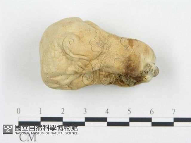 頭狀禿馬勃藏品圖，第1張