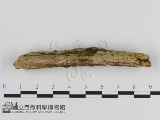 登錄號:F0020028藏品圖，第1張