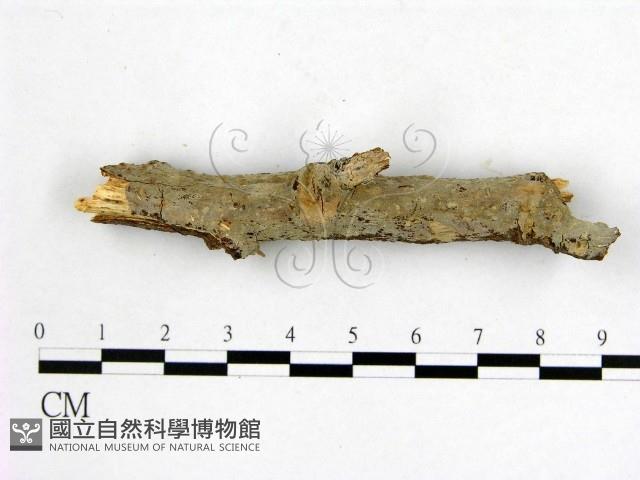 登錄號:F0010028藏品圖，第1張