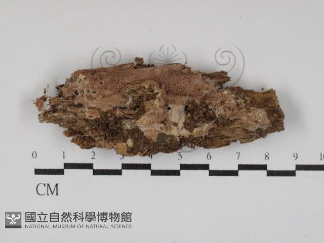 登錄號:F0030028藏品圖，第1張