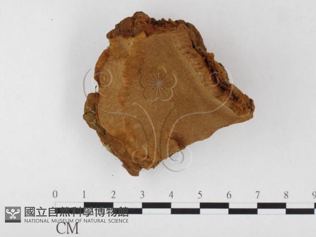 木層孔菌屬藏品圖，第1張