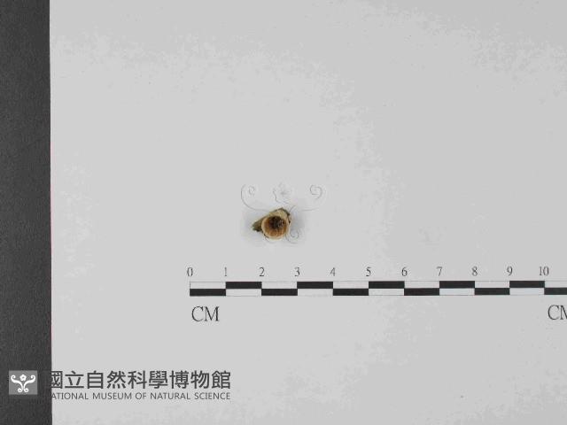 登錄號:F0024028藏品圖，第1張