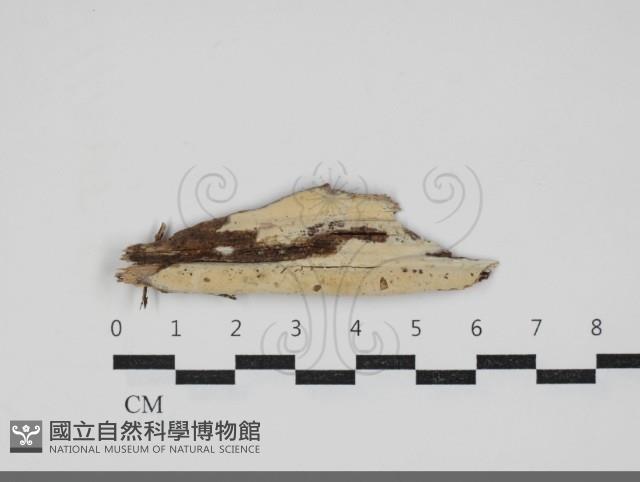 顯絲菌屬藏品圖，第1張