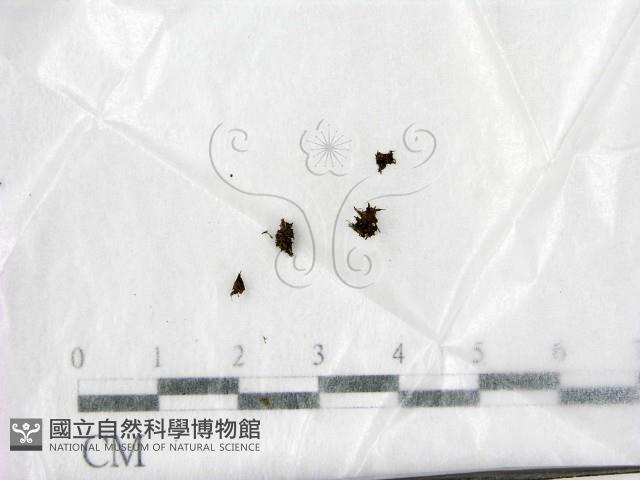 登錄號:F0022028藏品圖，第1張