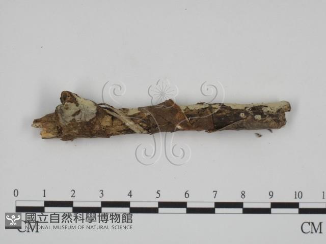 登錄號:F0012028藏品圖，第1張