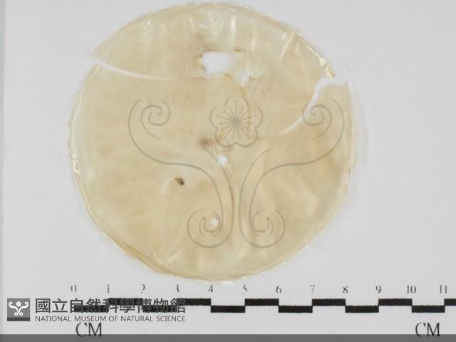 登錄號:F0032028藏品圖，第1張