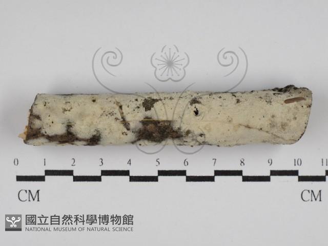 剛毛絲皮菌藏品圖，第1張