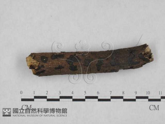 登錄號:F0025028藏品圖，第1張