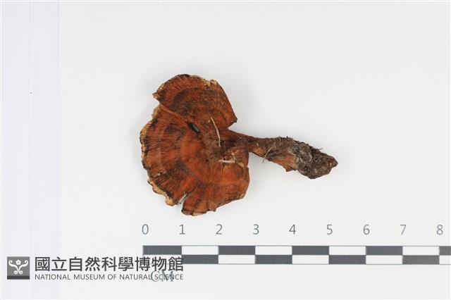 登錄號:F0035028藏品圖，第1張