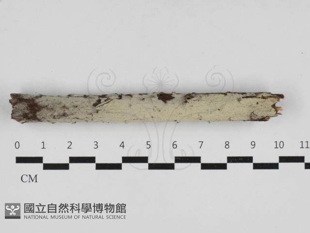 登錄號:F0033028藏品圖，第1張