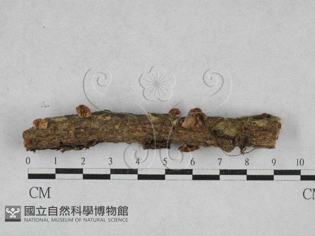 小皮傘屬藏品圖，第1張