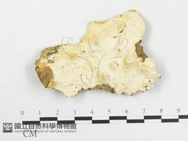 登錄號:F0020328藏品圖，第1張