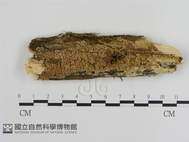 登錄號:F0010328藏品圖，第1張