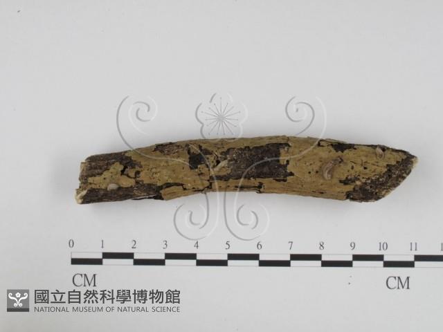 炭角菌屬藏品圖，第1張