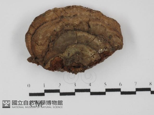 靈芝屬藏品圖，第1張