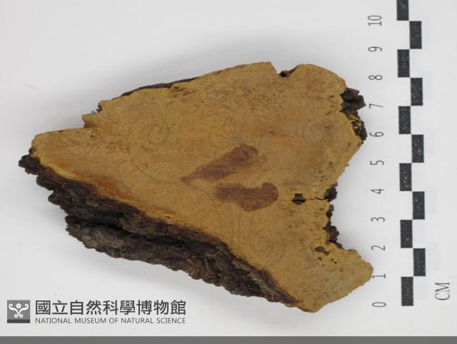 登錄號:F0034328藏品圖，第1張