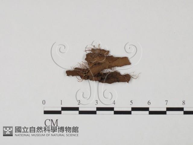 登錄號:F0022328藏品圖，第1張