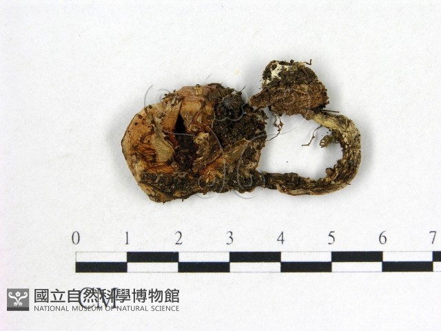 登錄號:F0002328藏品圖，第1張