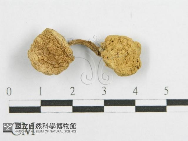 登錄號:F0012328藏品圖，第1張