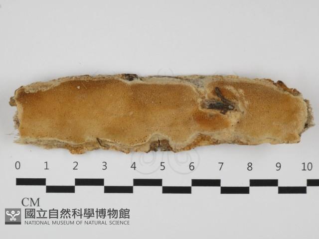 登錄號:F0032328藏品圖，第1張