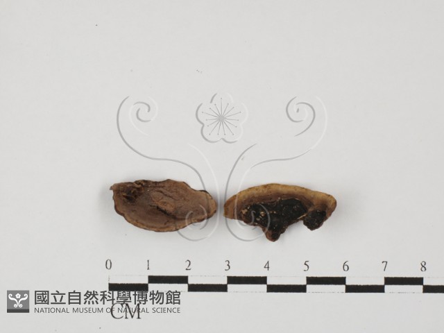 登錄號:F0027328藏品圖，第1張