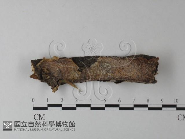 登錄號:F0025328藏品圖，第1張