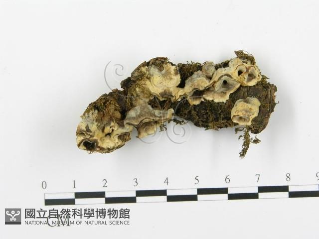 登錄號:F0015328藏品圖，第1張
