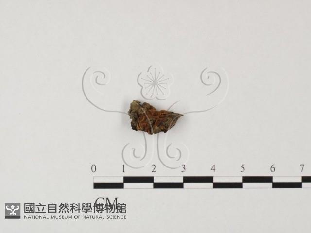 登錄號:F0023328藏品圖，第1張