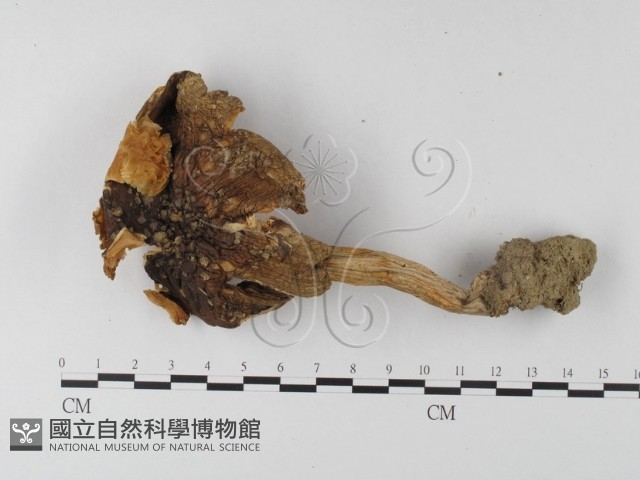 登錄號:F0003328藏品圖，第1張