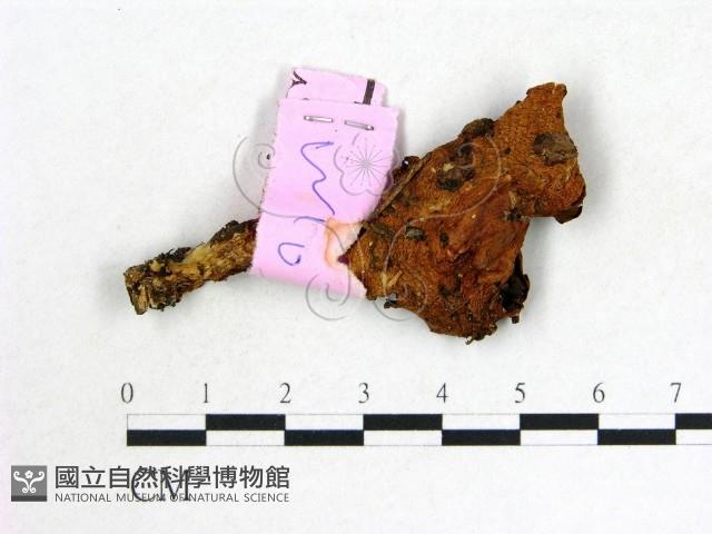 登錄號:F0013328藏品圖，第1張