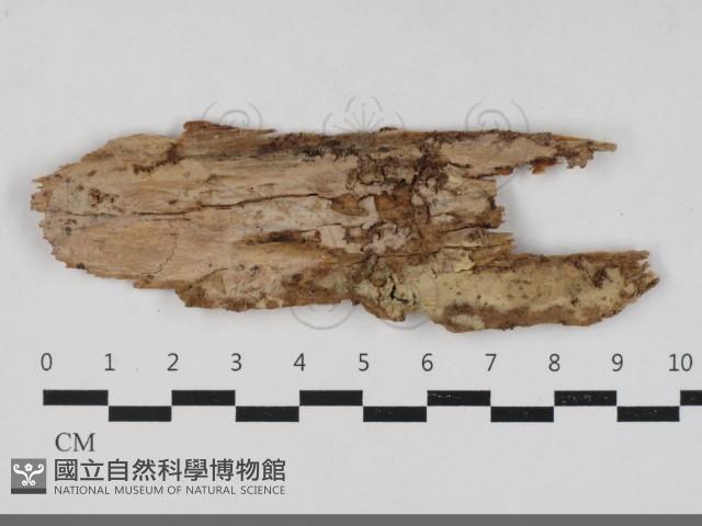 登錄號:F0033328藏品圖，第1張