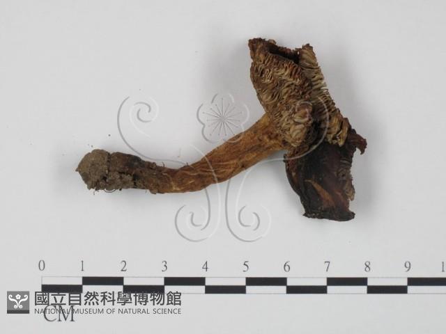 登錄號:F0020208藏品圖，第1張