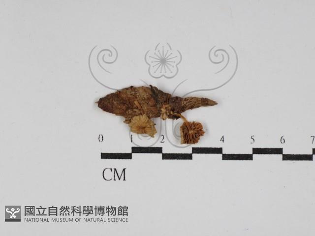 登錄號:F0030208藏品圖，第1張